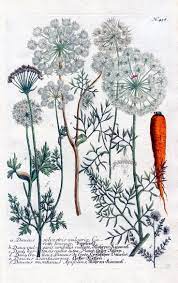 le procrastinateur dessin botanique impressions botaniques fleur de carotte nettoyage des trains miniatures coloriages