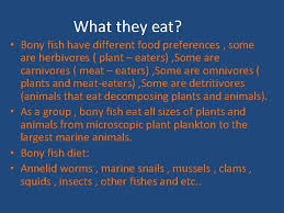 Deoxygenated blood from the body first enters the sinus venosus. Bony Fish By Roxana Avelar Vanessa Ramirez Yaylyn
