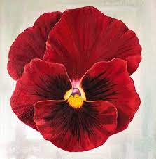 Big Red Viola Pansy Flower Oil Painting By Claire Jewkes Oil Painting Flowers Pansies Flowers Painting
