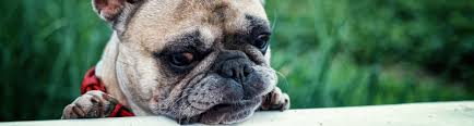 Welcome to our small hobby french bulldog kennel in virginia. French Bulldog For Sale Why You Should Never Buy One Peta