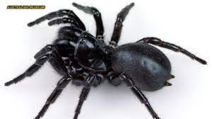 Brown Recluse Black Widow And Other Dangerous Spiders Found In The Us Fox News Dangerous Spiders Funnel Web Spider Spider