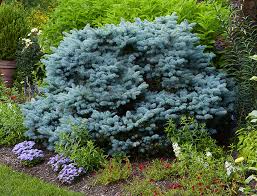 Flowering evergreen shrubs bloom along with other plants in the spring, summer and fall but keep in u.s. The Best Plants For A Foundation Planting Garden Gate