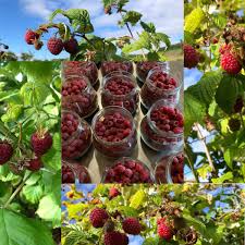 Epingle Sur Fruits Rouges