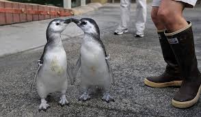 Pin On Animals I Like