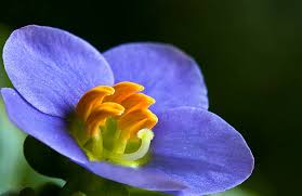 Image result for Exacum