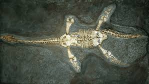 Plesiosaurs Are Another Of The Oceanic Beasts That Were Common To The Western Interior Seaway Prehistoric Animals Dinosaurs Prehistoric Animals Ancient Animals