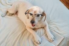 Bark for Books