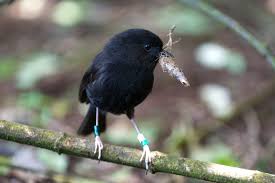 It was first described by walter buller in 1872. Old Blue The Rarest Bird In The World By Mary Taylor National Library Of New Zealand