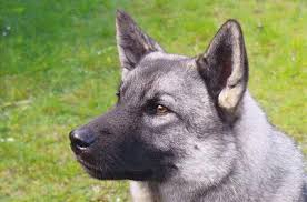 Image result for norský losí pes šedý