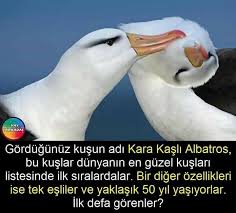 Size Ask Sozleri Karsiliksiz Konusunda Sundugumuz Etkili Resimler Kaliteli Bir Resim Size Bircok Sey Anlatabilir Iste Ask Sozleri Kis In 2020 Fun Facts Words Facts