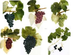 Native Wine Grapes Of America Wine Folly