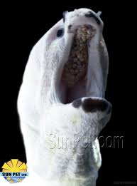 Here Is A Picture Of Our Leucistic Zebra Moray Eel At Sun Pet You Can See How The Teeth Of A Zebra Moray Differ From Other Morays Moray Eel Pets