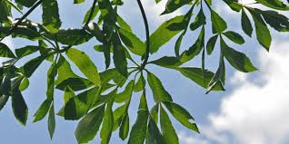 Image result for Cussonia sessilis