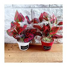 Murah meriah sakura ungu bunga plastik. Jual Murah Bunga Plastik Daun Imitasi Aglonema Dekorasi Rumah Merah Shopee Indonesia