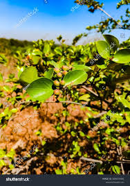 Image result for Carissa spinarum