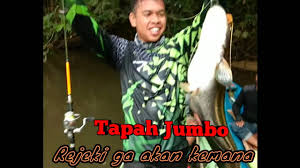 Jika tumbuh optimal, panjang ikan tapah dapat mencapai 2,4 meter sehingga menjadikannya sejenis ikan raksasa. Mancing Ikan Tapah Besar Disungai Pemancing Dgn Ikanya Sama Besar Daffio Fishing Youtube