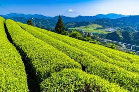 Find images of tea plantation. Tea Plantation And My Fuji Zekkei Japan
