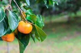 Oriental persimmon is another fruit species that is easy to grow without pesticide sprays and has ornamental value in the landscape. 11 Best Fruit Trees To Grow In Texas Garden Tabs