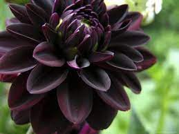 We did not find results for: Google Image Result For Http Imagecache6 Allposters Com Lrg 30 3027 8zxbf00z Dahlia Flower Dark Flowers Flower Seeds