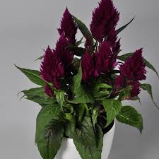 Image result for Celosia argentea