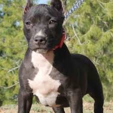 Black And White Pitbull Female Beautiful Jet Black Ukc Reg Pitbull Bully Pitbull Terrier Cute Dogs Dog Love