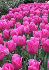Barcelona Bulbs Tulips Bulbs Barcelona Buy Tulips Flower Bulbs Online Tulips Flowers Bulb Flowers Very Beautiful Flowers