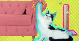 This can temporarily discourage them from harming the furniture. Help My Cat Keeps Scratching My Couch Dodowell The Dodo