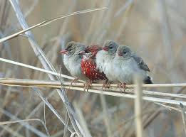 Maybe you would like to learn more about one of these? 31 Photo Of Gorgeous Birds Called Strawberry Finches Bored Panda