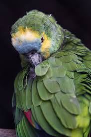 Tropical Bird With Hair On Head Green Bird Grooming Passaros Coloridos Animais Animais Da Natureza