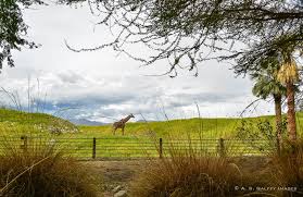 #bigmike #camel #camelconnection #thelivingdesert animal care keeper mitchell r. Family Fun In The Desert The Living Zoo Gardens