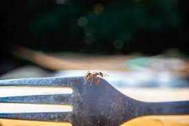 Tiny black bugs in the kitchen thriftyfun. How Do I Get Rid Of Ants On My Kitchen Counter Tiny Kitchen Divas