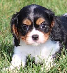 Cavalier king charles spaniel puppies. Cavalier King Charles Spaniel Puppies For Sale Los Angeles Ca 239699