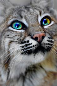 Earth Song Bobcat By Yellowstoned Rio Grande Zoo Albuquerque New Mexico Oct 25 2007 Shot Through A Chain Link Fen Wild Cats Animals Animals Beautiful