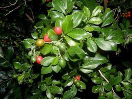 Birds eat fruit, hummingbirds, butterfly adult, butterfly larvae. Health Benefits Of Orange Jasmine