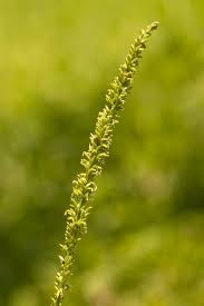 Image result for Sacciolepis africana