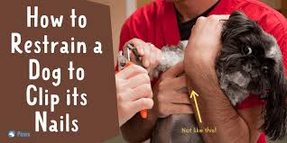 This is a technique that i like to use when clipping nails on a dog that is being difficult and/or aggressive. How To Restrain A Dog To Clip Its Nails 3 Great Methods