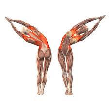 Half Moon Pose Left Ardha Chandrasana Left Yoga Poses Http Yoga Com Yoga Anatomy Yoga Muscles Yoga Asanas