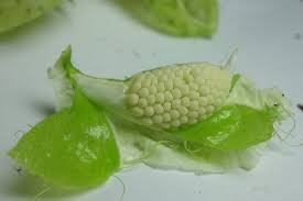 唐棉的果實 東青農場 痞客邦 fruit seeds vegetables food