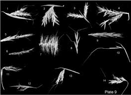 Image result for Isachne mauritiana