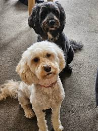 Last day at IFPL, taking over admin duties