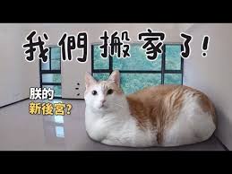 1 黃阿瑪的後宮生活 我們搬家了 youtube home decor cats decor