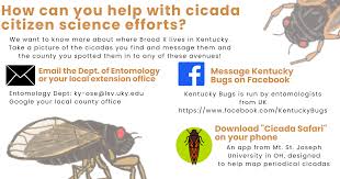 The red dots show areas where cicadas were reported as of wednesday, based on reports from our facebook followers. Mapping Brood X Periodical Cicadas In Kentucky Kentucky Pest News