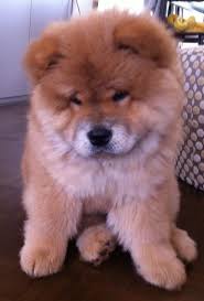 How Cute Are Chow Puppies Kopek Hayvanlar