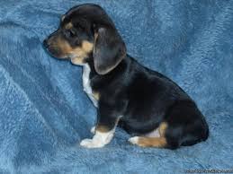 Find a beagle puppies on gumtree, the #1 site for dogs & puppies for sale classifieds ads in the uk. Dachshund Beagle Puppies Price 200 00 For Sale In Baltimore Maryland Best Pets Online