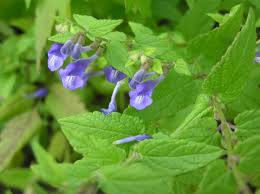 Image result for Scutellaria schweinfurthii