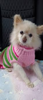 Labrador retriever needs treats from Dunkin' Donuts