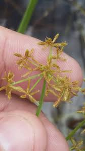 Image result for Cyperus haspan