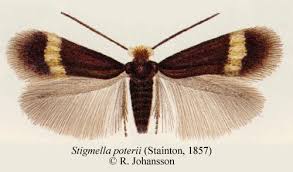 Image result for Stigmella poterii