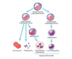 V Centre Vnimaniya Rakovye Stvolovye Kletki