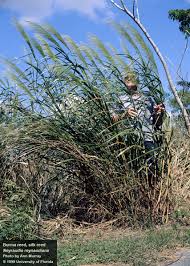 Image result for Nesaea rautanenii